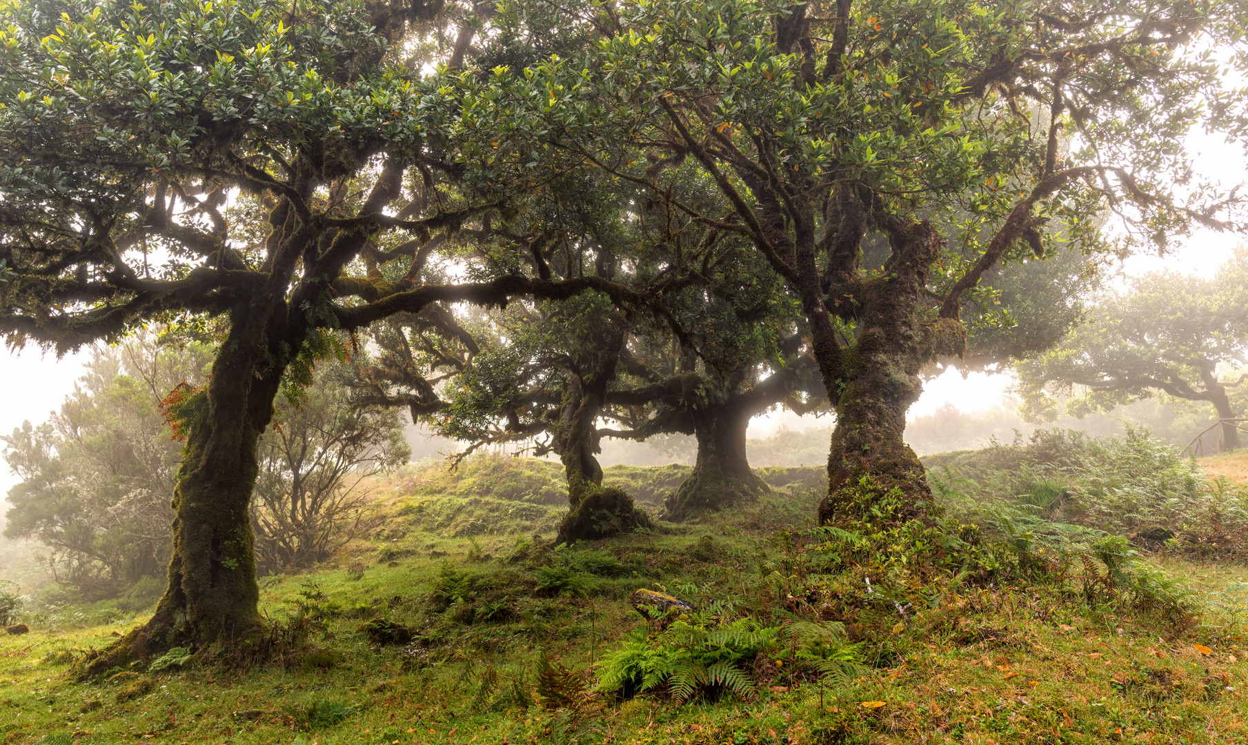 _lorbeerwald-madeira_