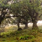 _lorbeerwald-madeira_