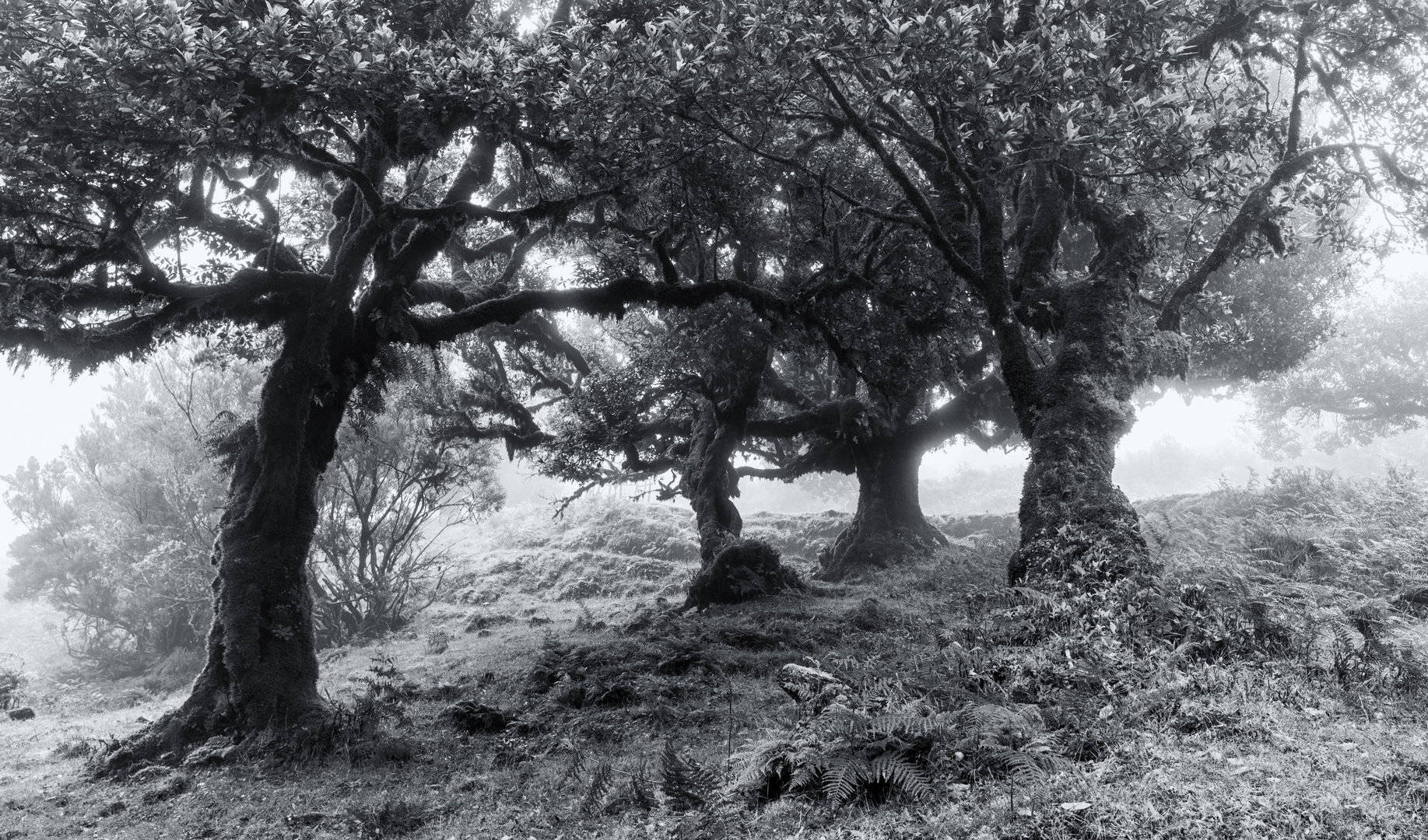 _lorbeerwald-madeira sw_