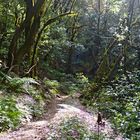 Lorbeerwald nahe Las Creces - La Gomera