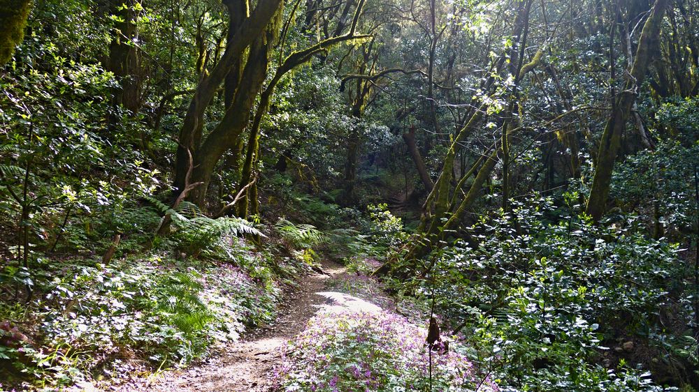 Lorbeerwald nahe Las Creces - La Gomera