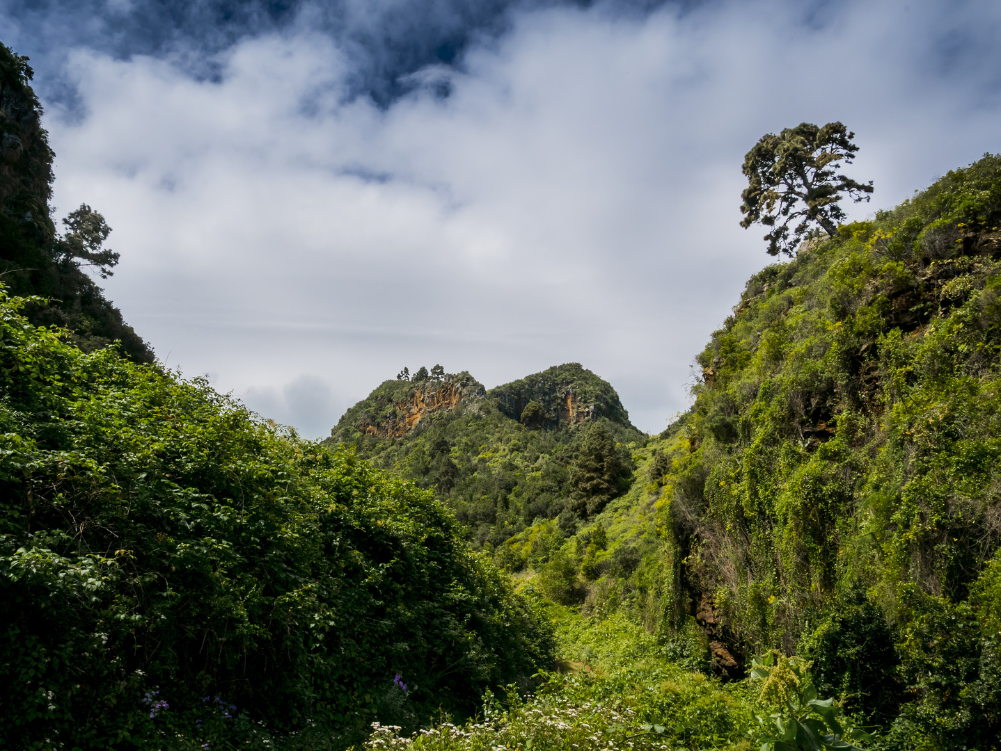 Lorbeerwald von Los Tilos - La Palma