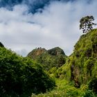 Lorbeerwald von Los Tilos - La Palma