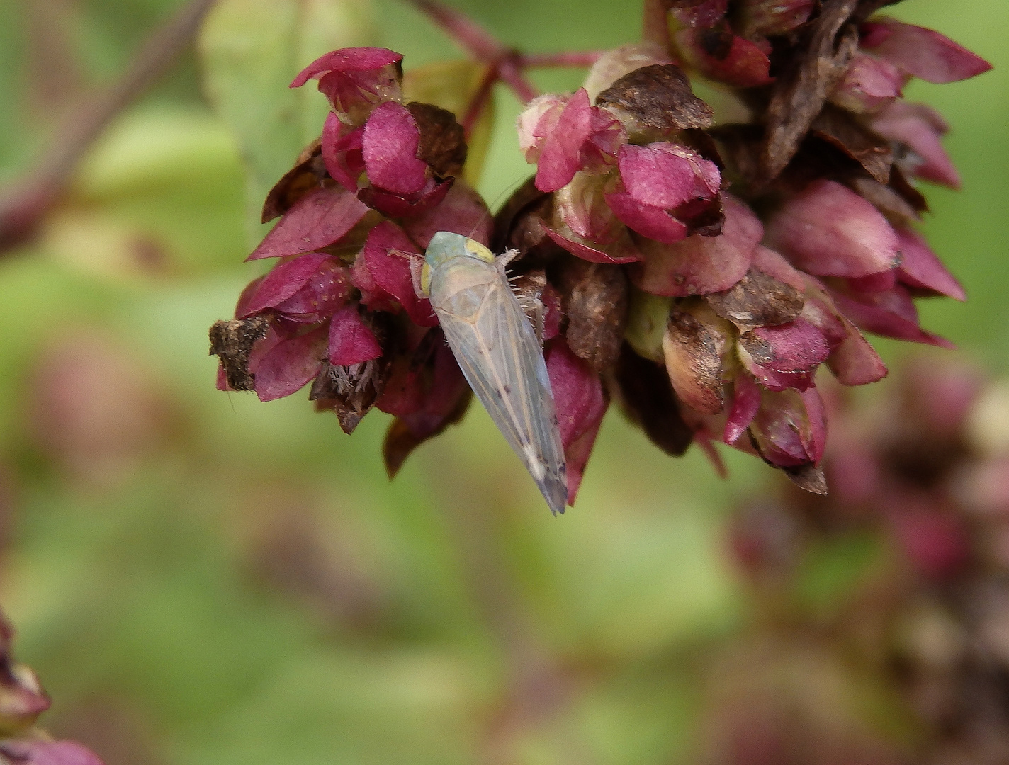 Lorbeerzikade (Synophropsis lauri) auf Oregano im heimischen Garten
