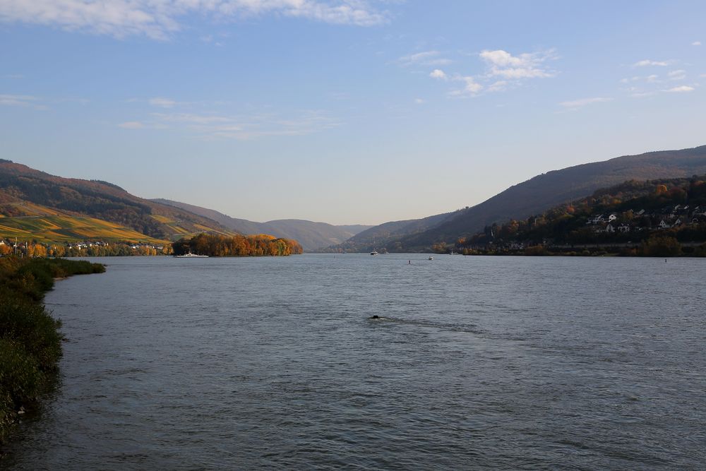 Lorch am Rhein, Blick auf den Rhein nach Osten