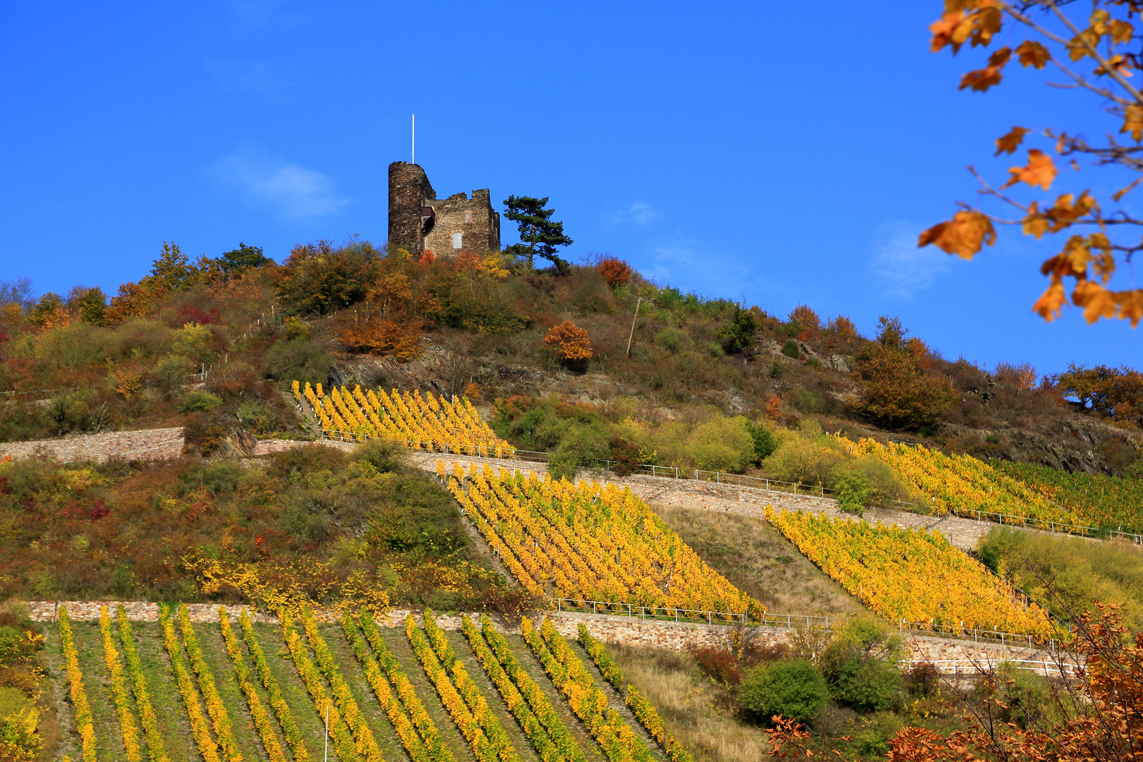 Lorch am Rhein, Ruine Nollig