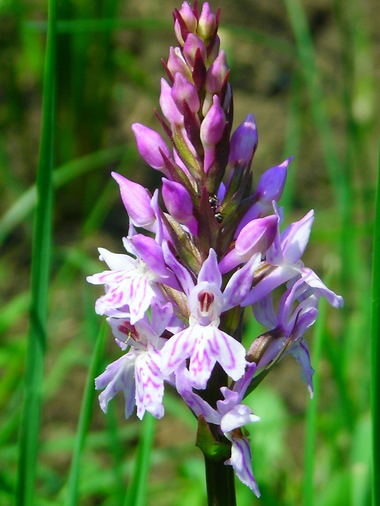 l'orchidé en pleine nature