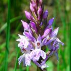 l'orchidé en pleine nature