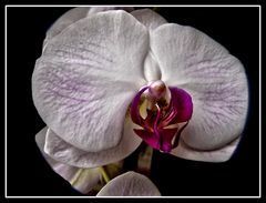 L'ORCHIDÉE