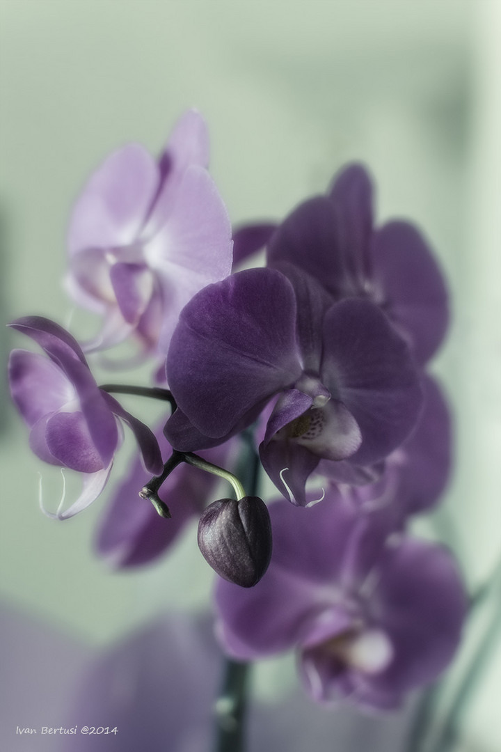 L'orchidea