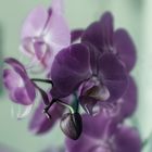 L'orchidea