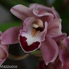 L'orchidea