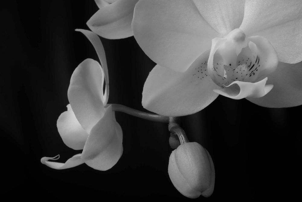 L'Orchidée