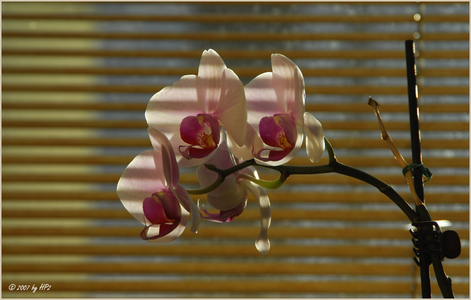 l'orchidee