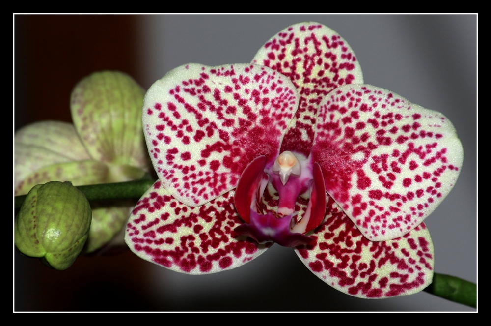 " L'orchidée "