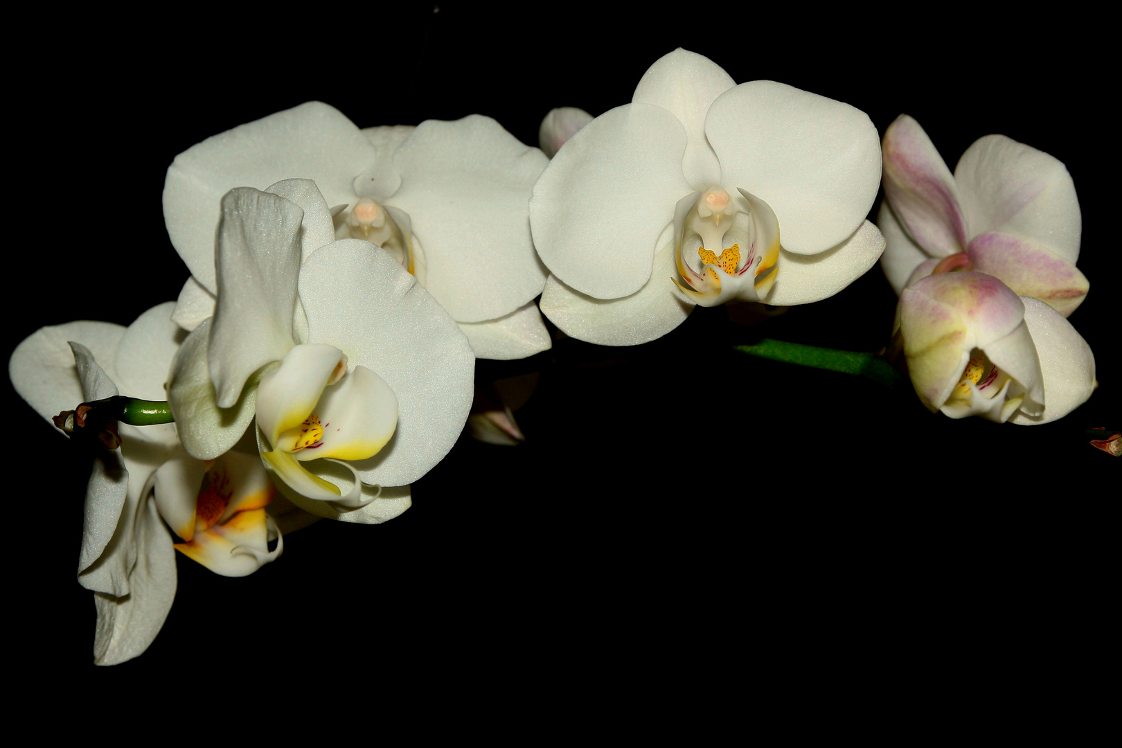 l'Orchidée blanche photo et image | macro nature, macro orchidées ...