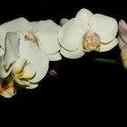 l'Orchidée blanche