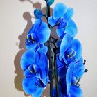 L'orchidée bleue-2-