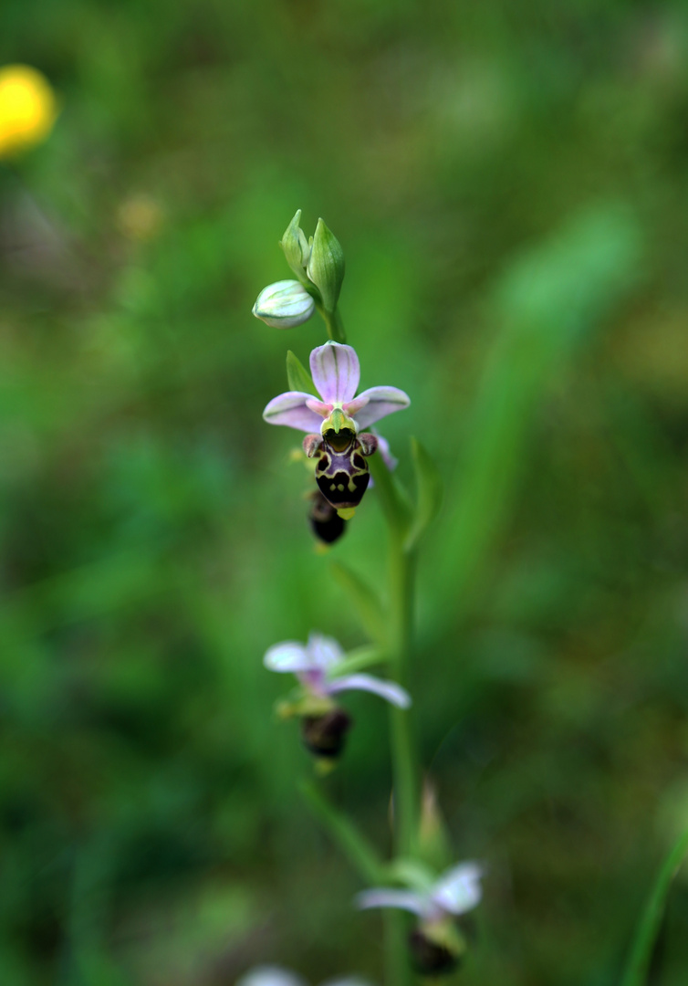 l'orchidée bourdon