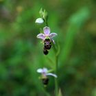 l'orchidée bourdon