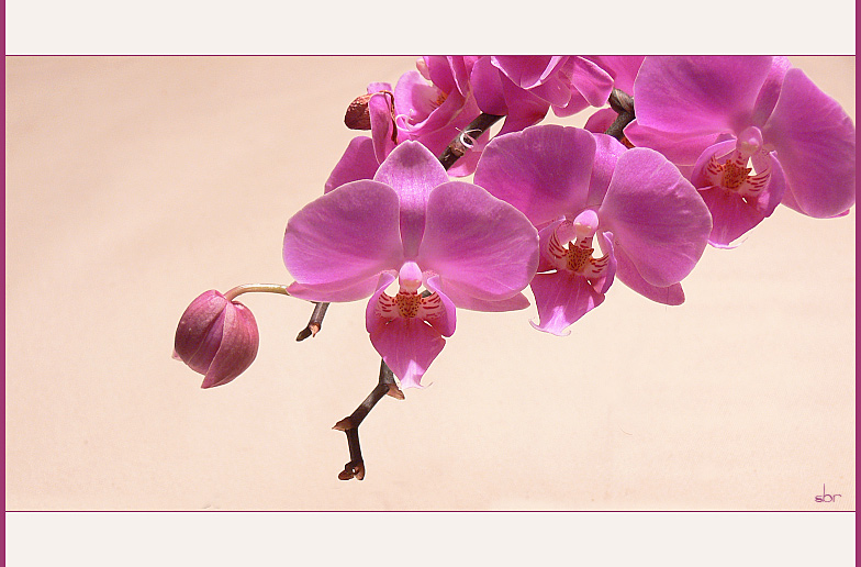 l'orchidee