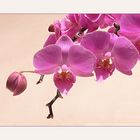 l'orchidee