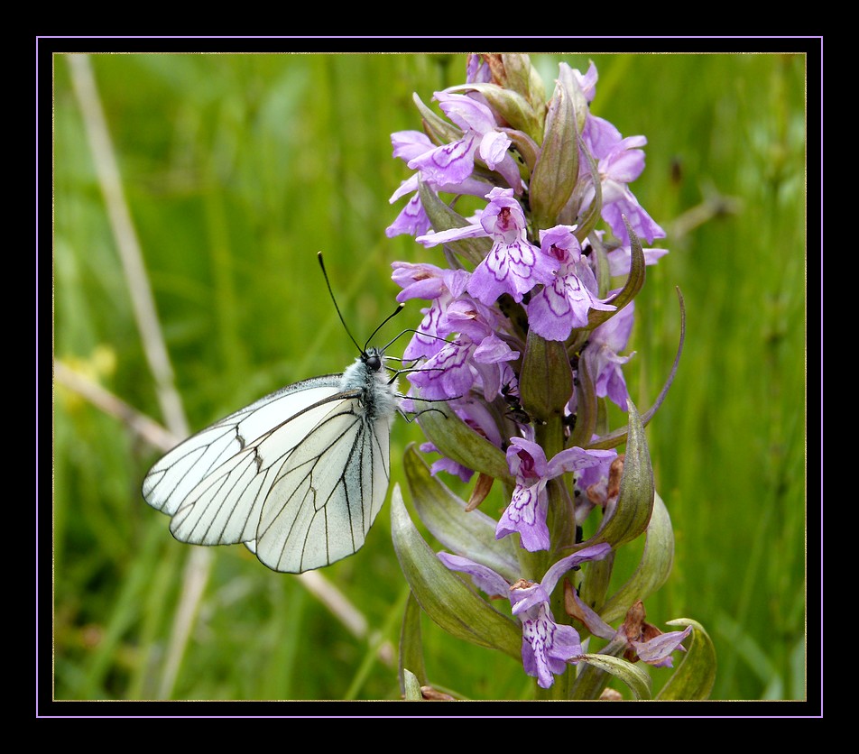 *l'orchidée et le papillon*