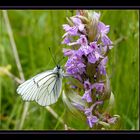 *l'orchidée et le papillon*