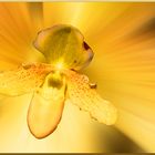 l'orchidée jaune
