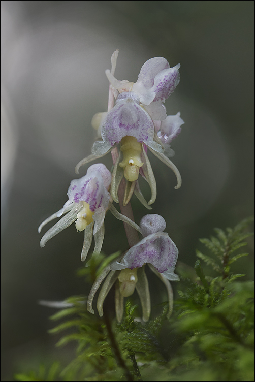 L'orchidée  poulpe