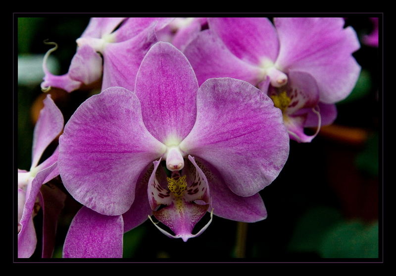 l'orchidée rose