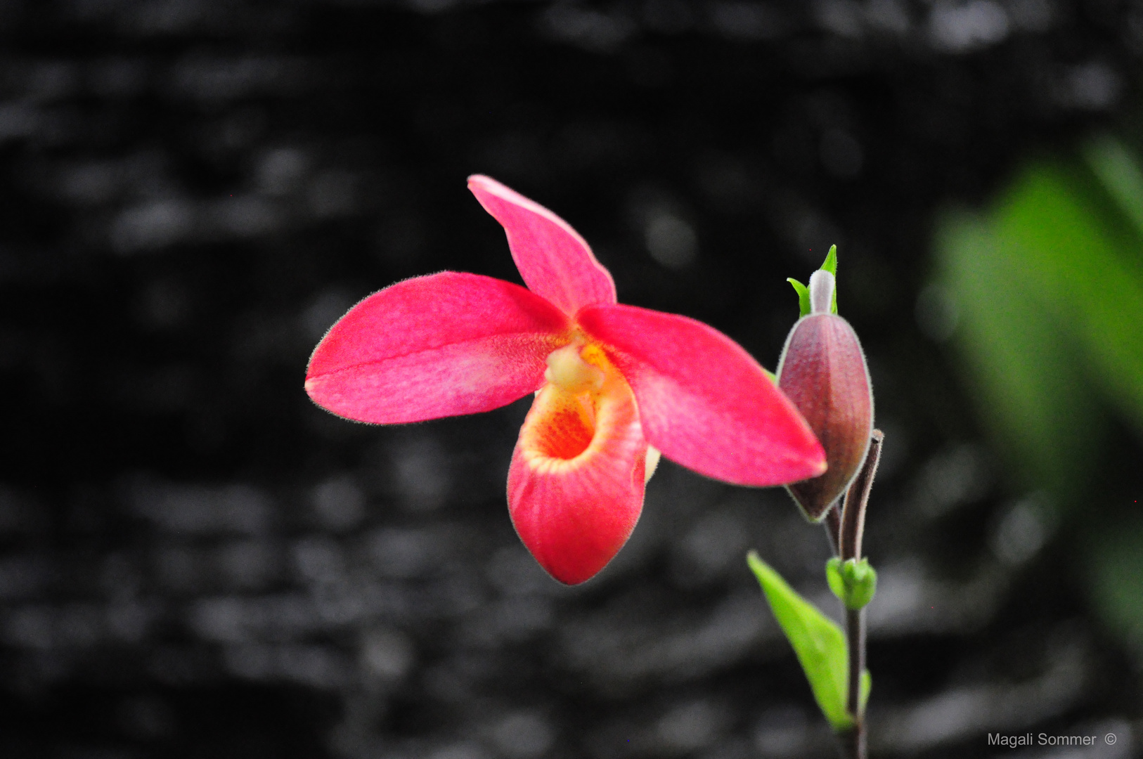 l'orchidée rose