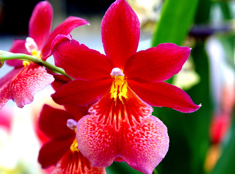 L'orchidée rouge