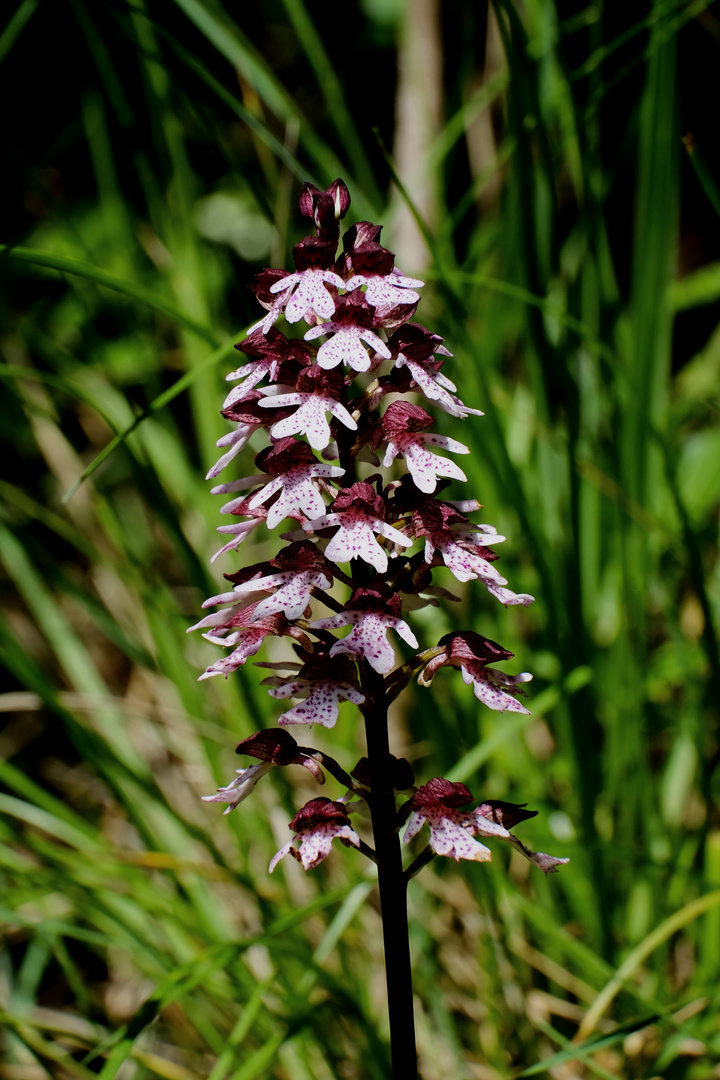 l'orchidée Sauvage