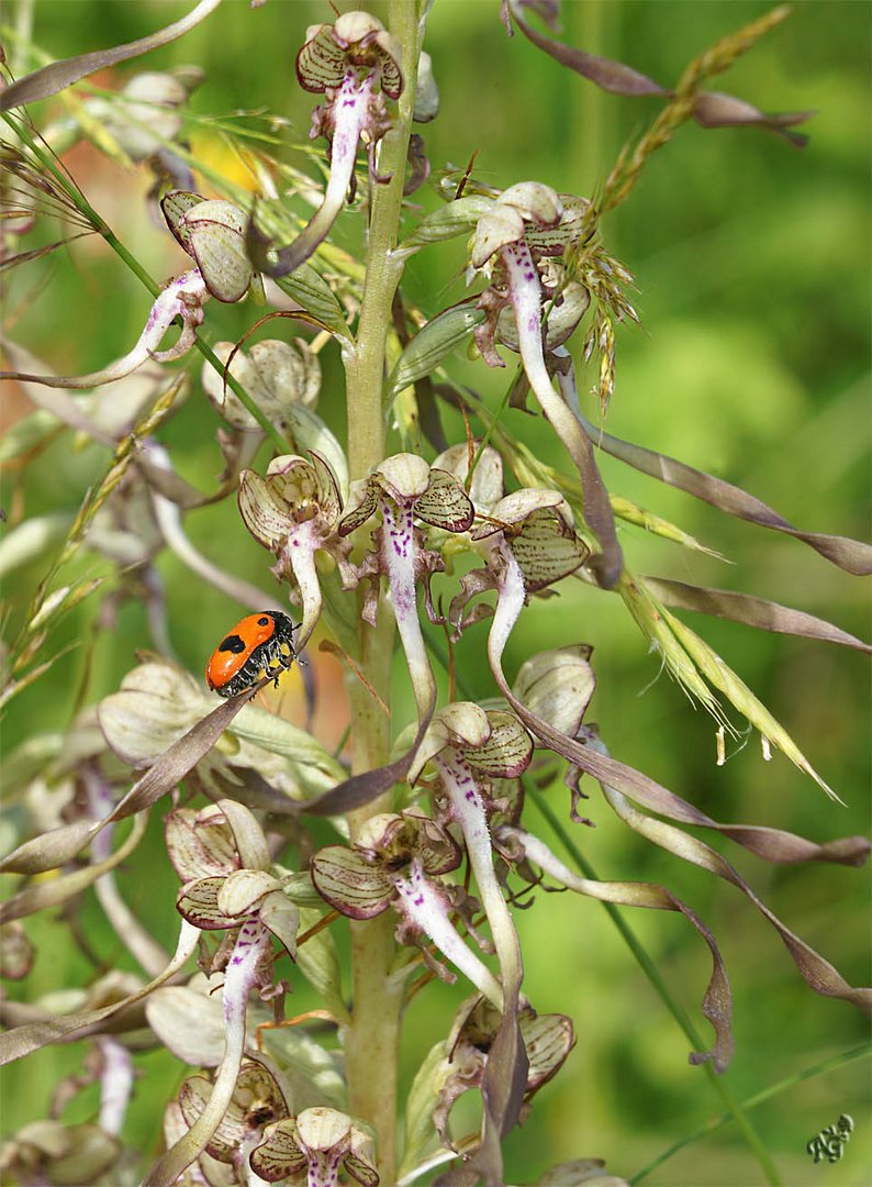 L'orchis bouc