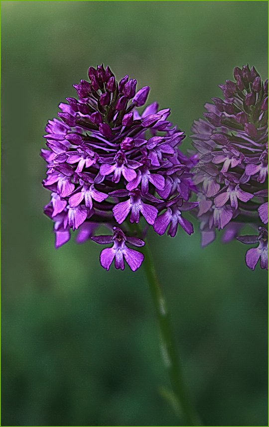 L'orchis et son double