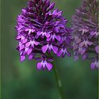 L'orchis et son double