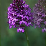 L'orchis et son double