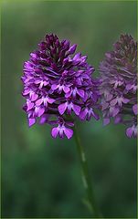 L'orchis et son double