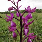 L'orchis mâle je crois !