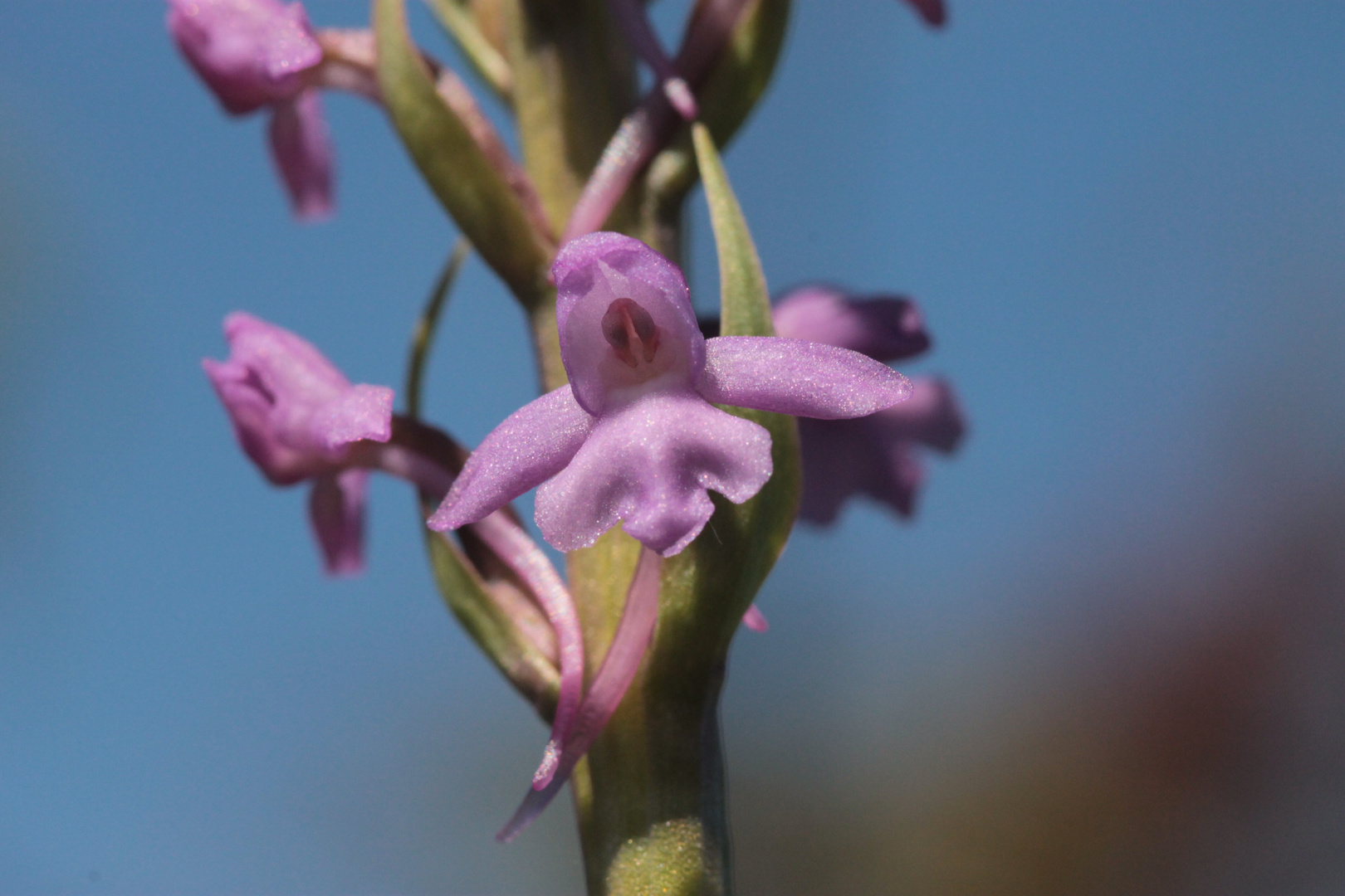 L'orchis moucheron, (Gymnadenia conopsea) Saint-Maurice de Tavernole