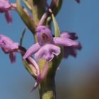 L'orchis moucheron, (Gymnadenia conopsea) Saint-Maurice de Tavernole