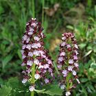 L'orchis pourpre !