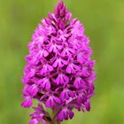 L'Orchis pyramidal (Anacamptis pyramidalis) Sud Gironde