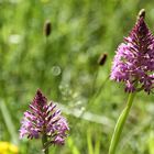 L'orchis pyramidal !