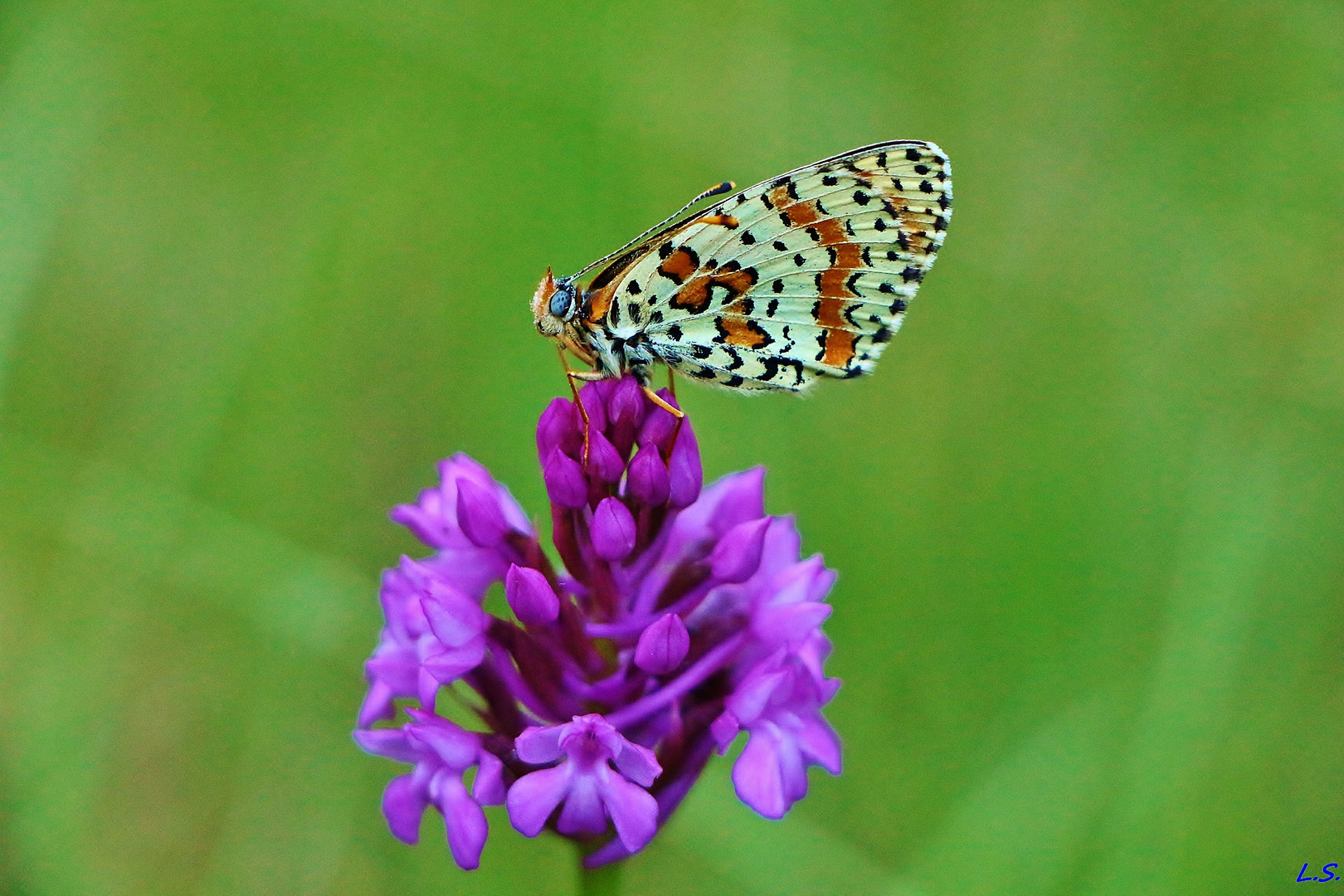 L'Orchis pyramidal et le papillon (lepidoptère).