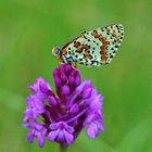 L'Orchis pyramidal et le papillon (lepidoptère).