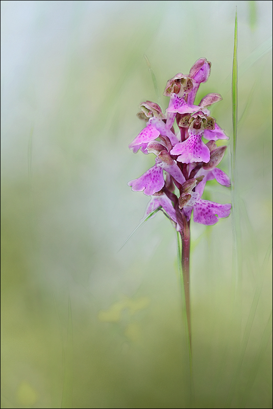 L'Orchis Spitzelii 