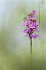 L'Orchis Spitzelii 