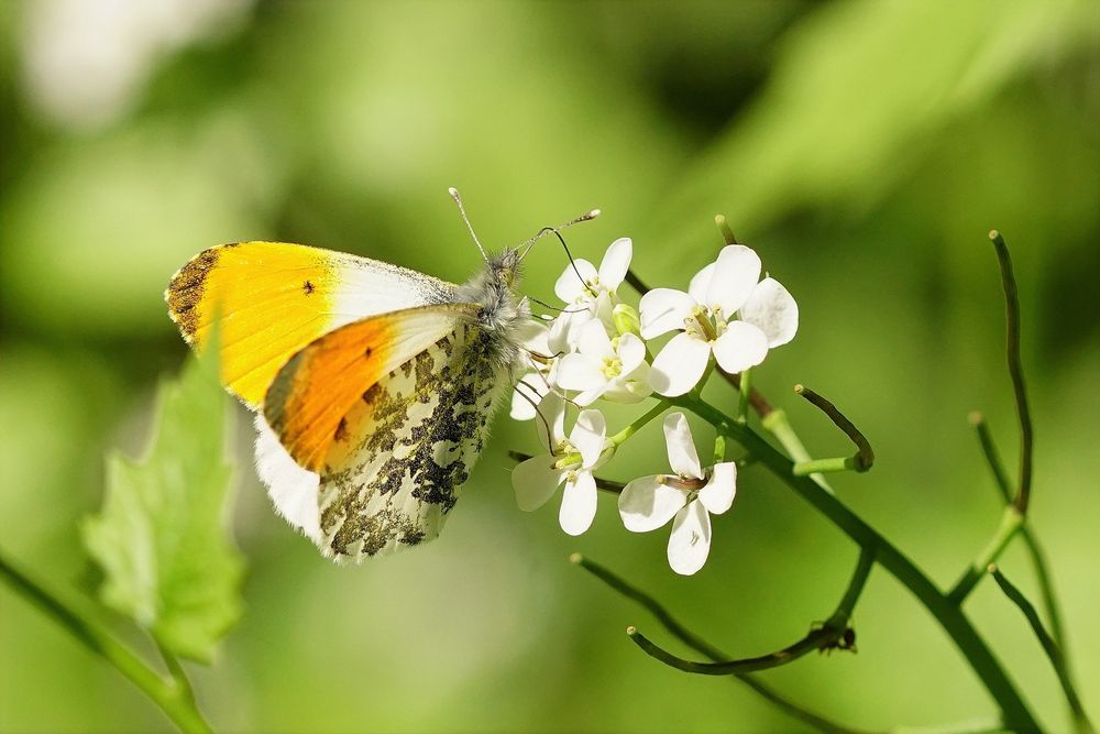 Lord Aurora Foto & Bild tiere, wildlife, schmetterlinge Bilder auf